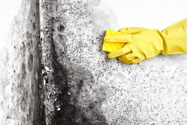Best Airborne Mold Testing  in Greenwood, MO