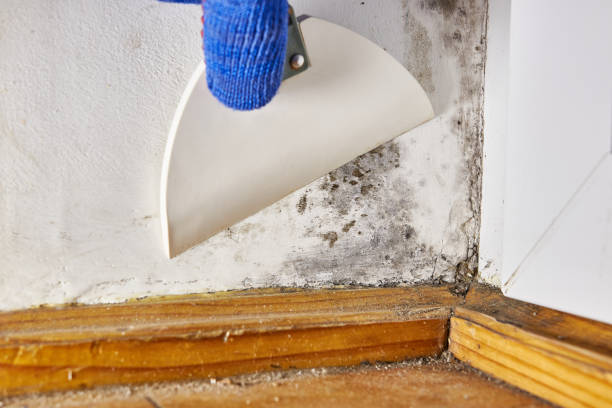 Best Attic Mold Removal  in Greenwood, MO