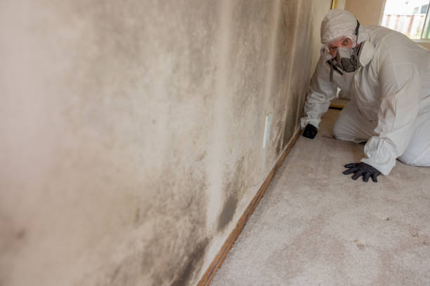 Best Mold Removal for HVAC Installations  in Greenwood, MO